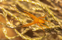 Suemus punctatus