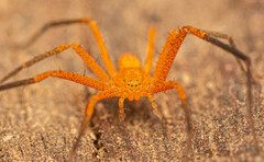 Suemus punctatus