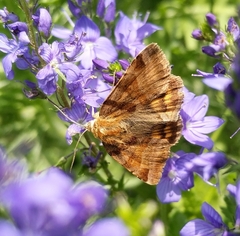 Euclidia glyphica