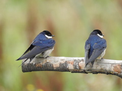 Hirundo albigularis
