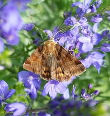Euclidia glyphica