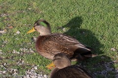 Anas rubripes × platyrhynchos