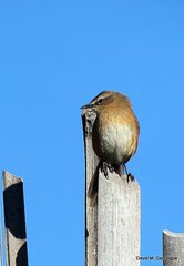 Bradypterus cinnamomeus