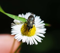Stomorhina obsoleta