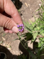 Verbena bonariensis