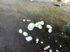 Crepidotus variabilis