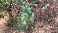 Rhamnus ilicifolia