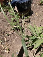 Verbena bonariensis