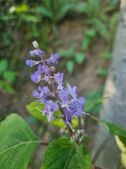 Plectranthus fruticosus