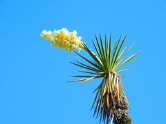 Yucca periculosa