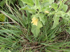 Physalis viscosa