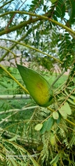 Schizolobium parahyba