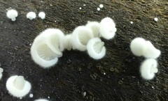 Crepidotus variabilis