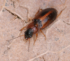 Acupalpus flavicollis