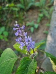 Plectranthus fruticosus