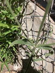 Verbena bonariensis