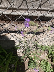 Verbena bonariensis