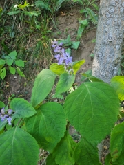 Plectranthus fruticosus