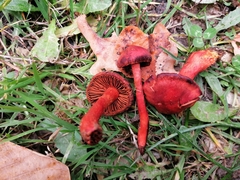 Cortinarius puniceus