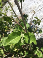 Malpighia diversifolia