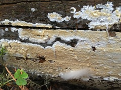 Vesiculomyces citrinus