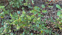 Rhamnus ilicifolia