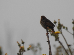 Cisticola tinniens
