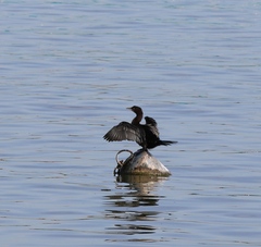 Microcarbo pygmaeus