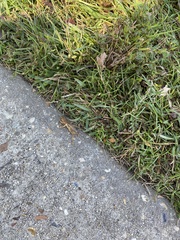 Neoscapteriscus vicinus