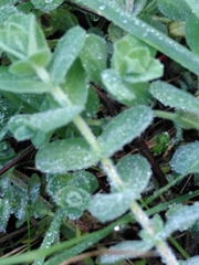 Hypericum tomentosum
