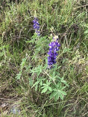Lupinus pubescens