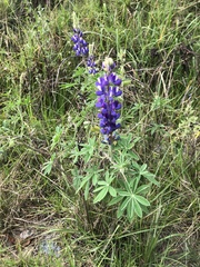 Lupinus pubescens