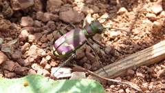 Cicindela limbalis