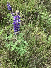 Lupinus pubescens