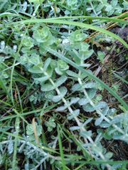 Hypericum tomentosum