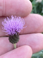 Cirsium arvense