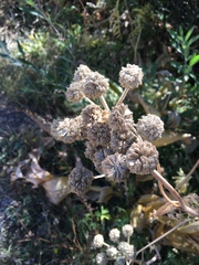 Angelica capitellata