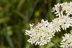 Oedemera femorata