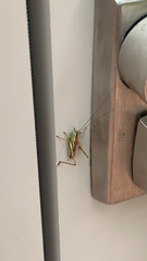 Conocephalus strictus