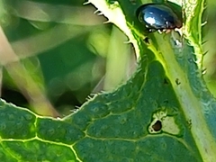 Plagiodera versicolora