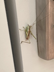 Conocephalus strictus