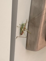 Conocephalus strictus