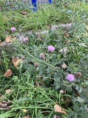 Cirsium arvense
