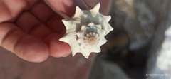 Melongena