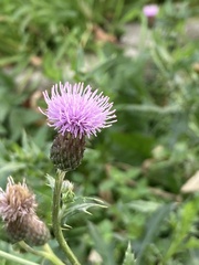 Cirsium arvense