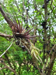 Tillandsia stricta