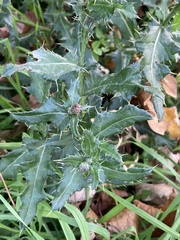 Cirsium arvense