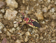 Apiomerus flaviventris