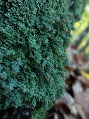 Cladonia parasitica