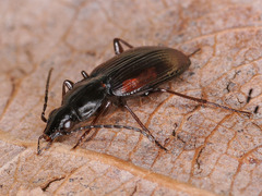 Agonum fuliginosum